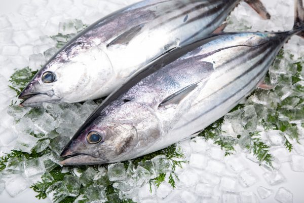 初鰹と戻り鰹の違いとは?魚の特徴や旬、美味しい食べ方をご紹介 | ホテル プラザオーサカ